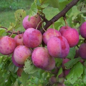 Aed-ploomipuu 'Märjamaa'