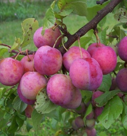 Aed-ploomipuu 'Märjamaa'