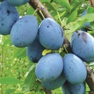 Aed-ploomipuu 'Stanley'