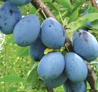 Aed-ploomipuu 'Stanley'