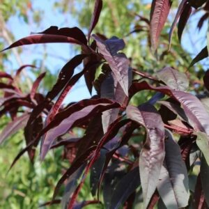 Harilik virsikupuu 'Red Leaf'