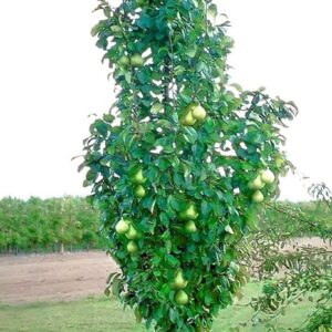 Harilik pirnipuu 'Decora'