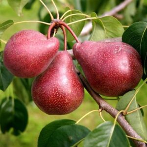 Harilik pirnipuu 'Kadi'