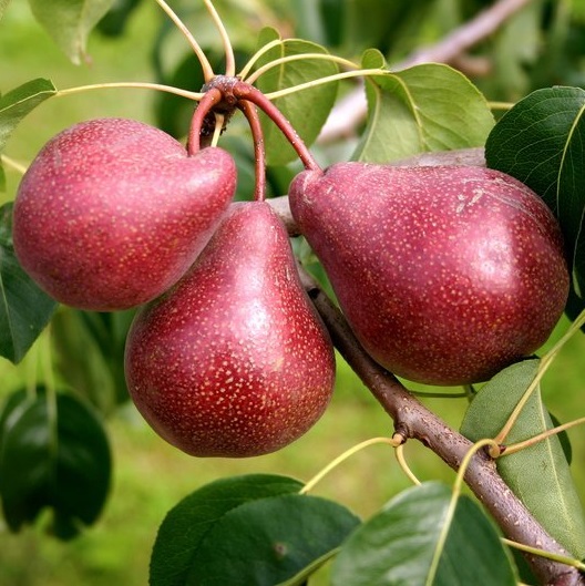 Harilik pirnipuu 'Kadi'