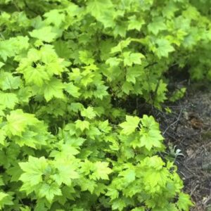 Näärmeline sõstar