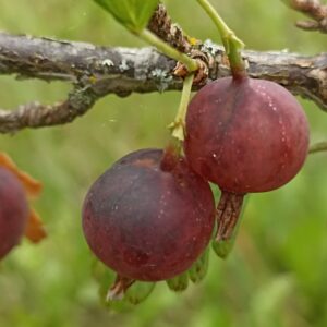 Aed-karusmari 'Larell'