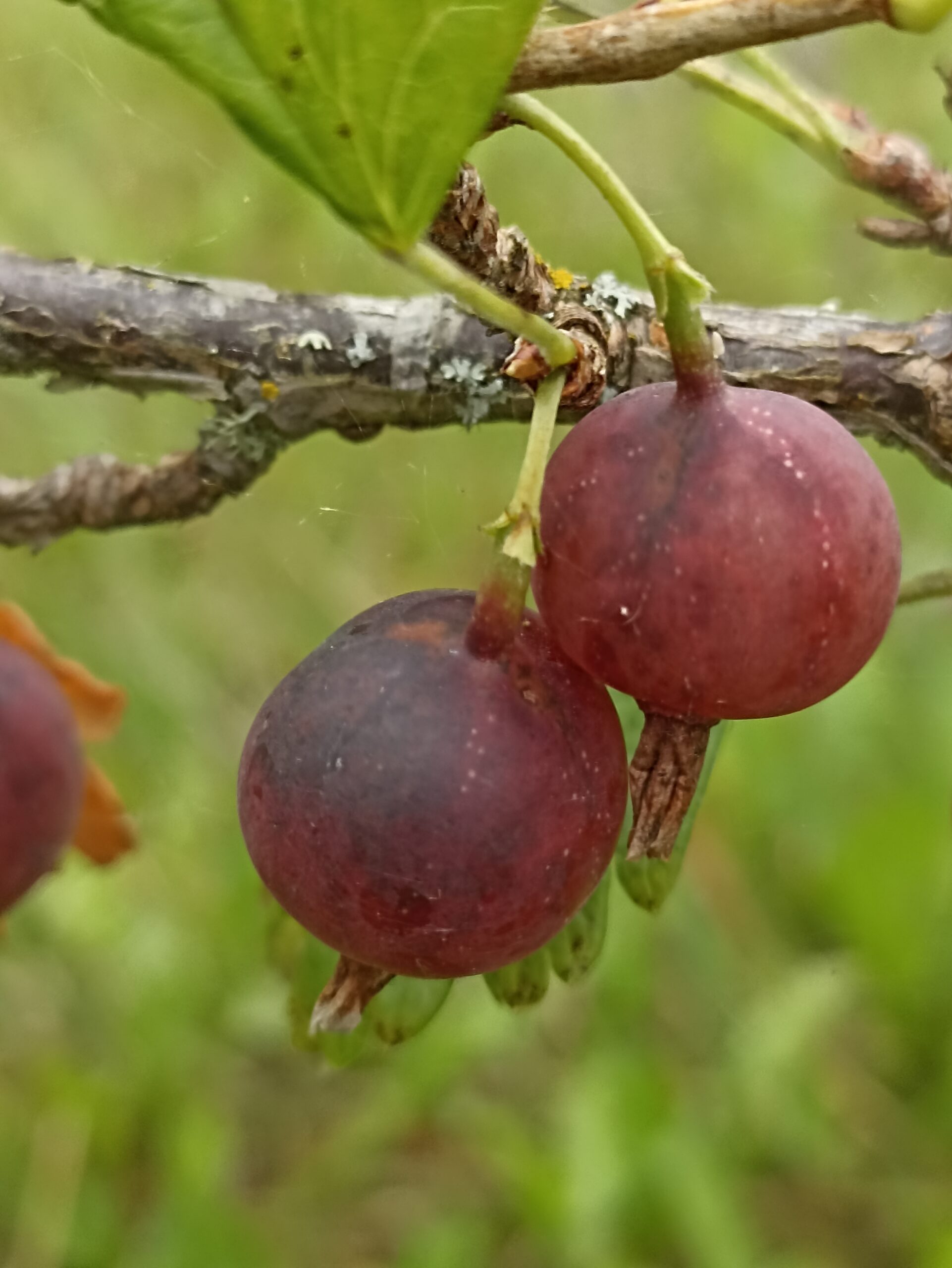 Aed-karusmari 'Larell'