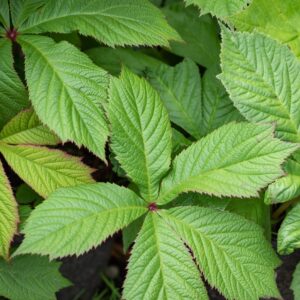 Hobukastanilehine rodgersia