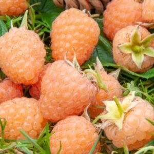 Aedvaarikas 'Promyk'