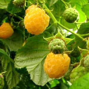 Aedvaarikas 'Helkal'