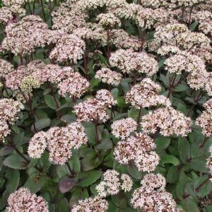 Kukehari 'Matrona'