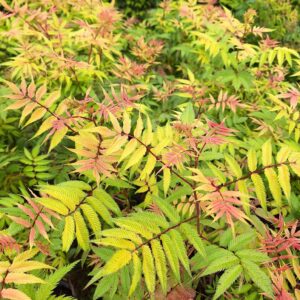 Harilik pihlenelas 'Sem'