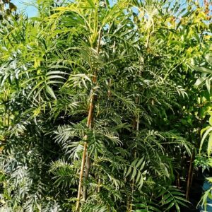 Sahhalini pihlakas 'Dodong'