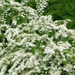 Tuhkur enelas 'Grefsheim'