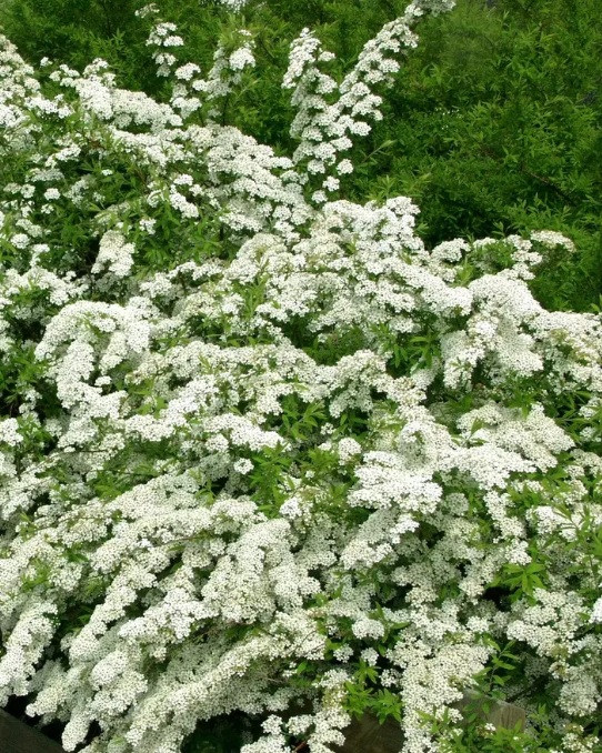 Tuhkur enelas 'Grefsheim'