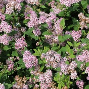 Jaapani enelas 'Little Princess'