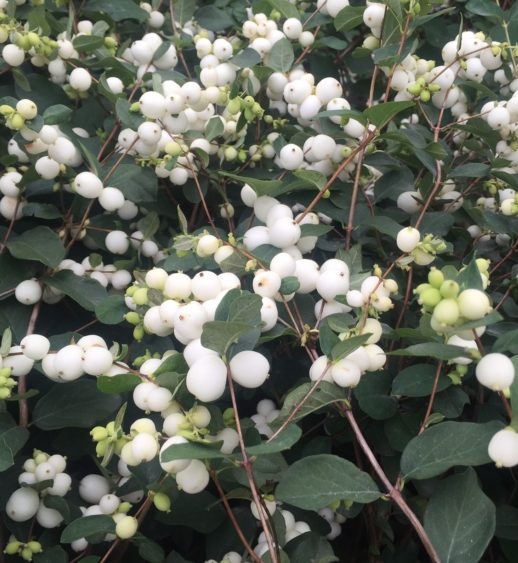 Hollandi lumimari 'White Hedge'