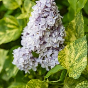 Harilik sirel 'Aucubaefolia'