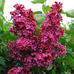 Harilik sirel 'Krasnaya Moskva'