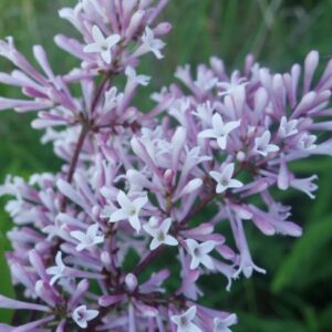 Sametjas sirel 'Miss Kim'