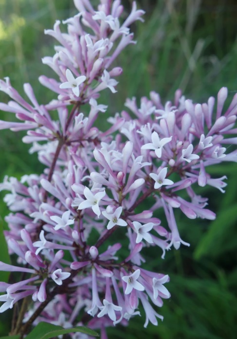 Sametjas sirel 'Miss Kim'