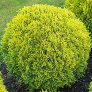 Harilik elupuu 'Mirjam'