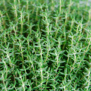 Aed-liivatee 'Faustini'