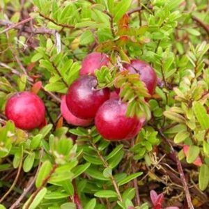 Suureviljaline jõhvikas 'Pilgrim'