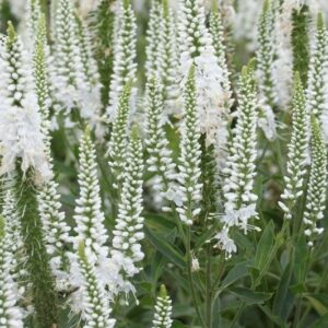 Pikalehine mailane 'Alba'