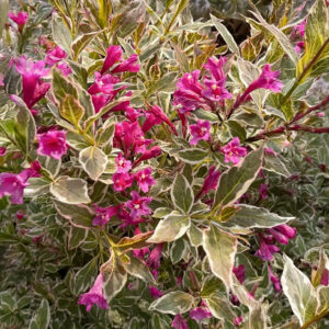 Kaunis veigela 'All Summer Monet'