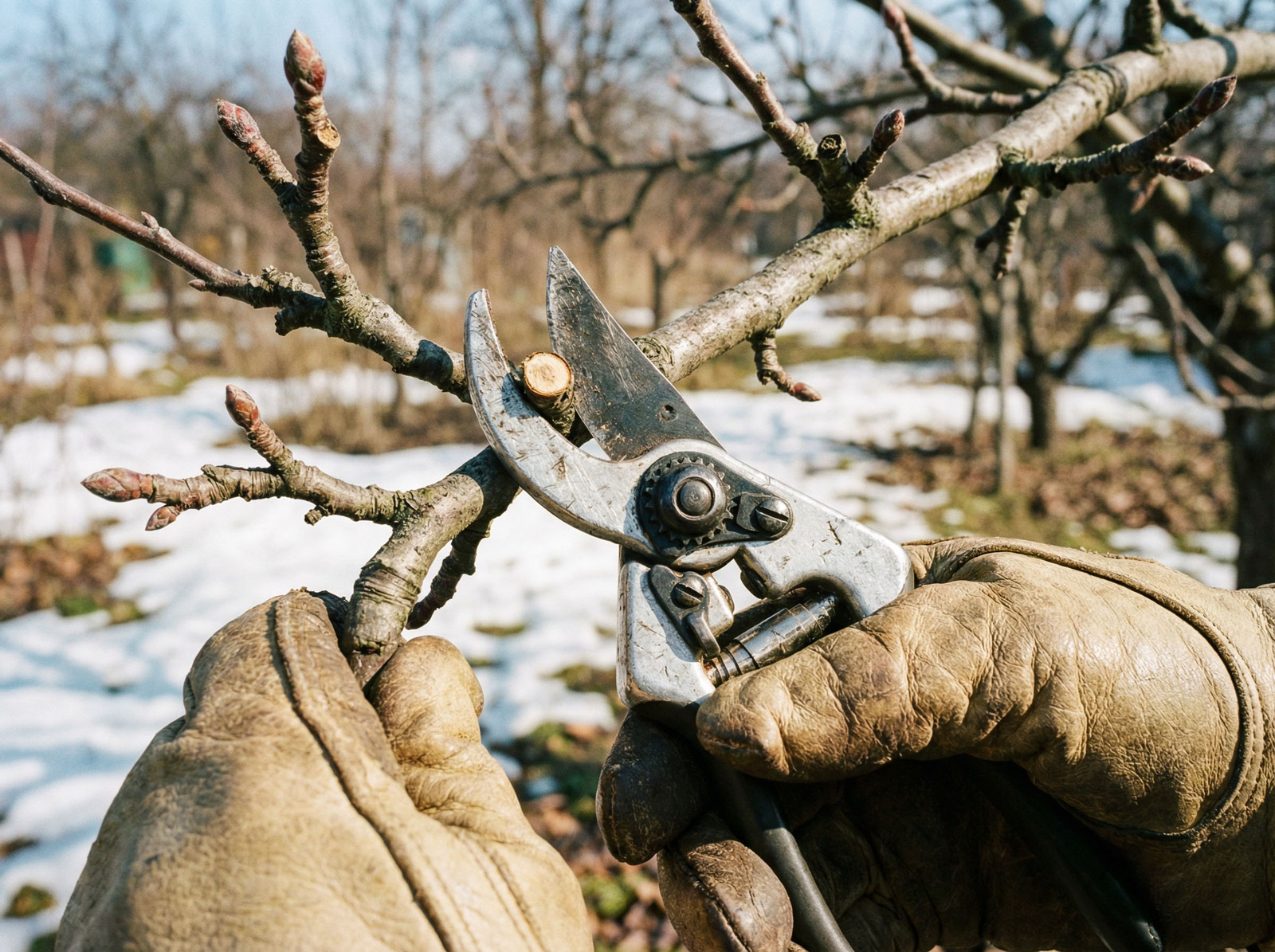 Viljapuude ja põõsaste kevadine lõikus: Kuidas noorendada aeda ilma puud kahjustamata?