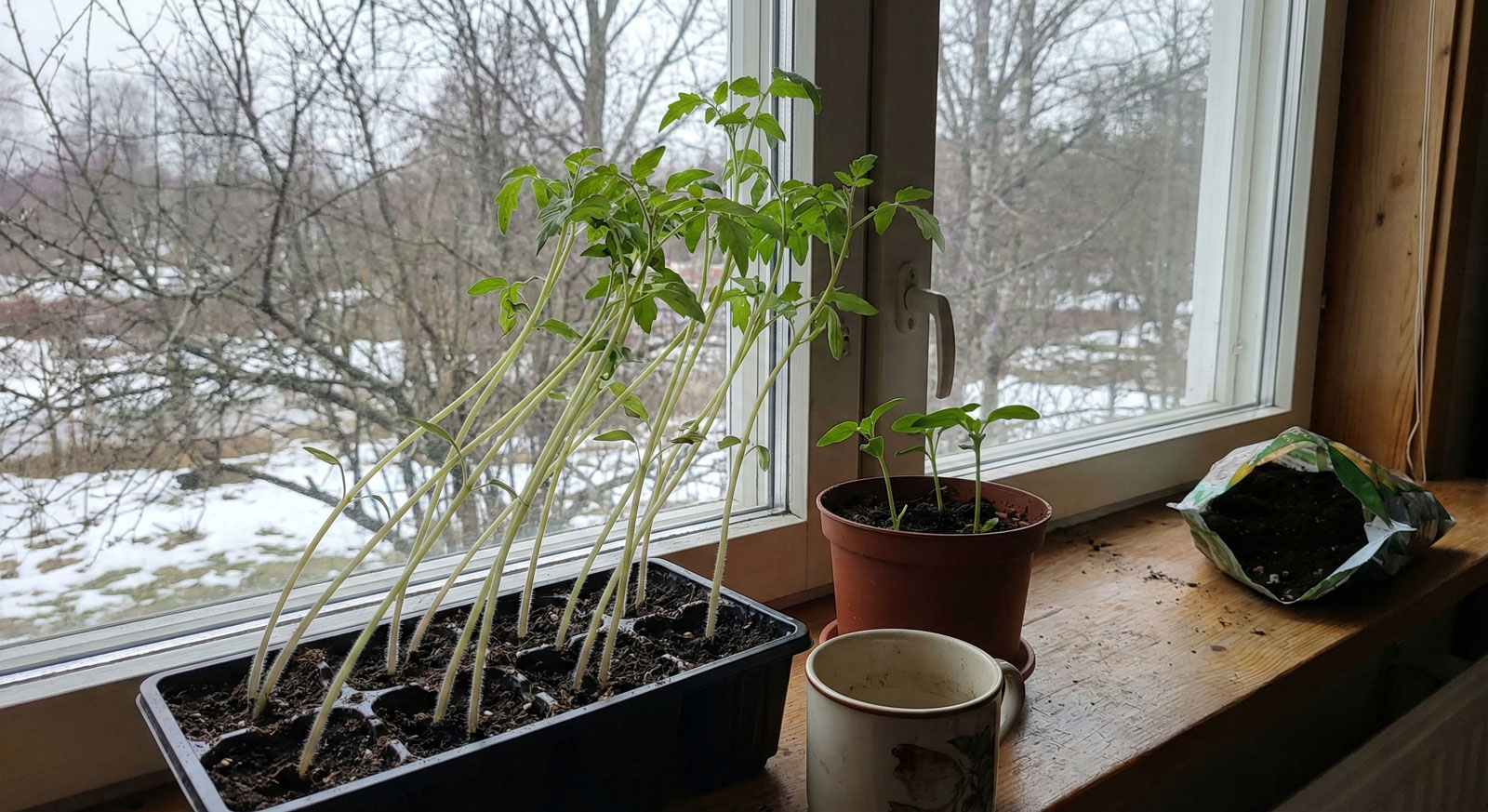 Kuidas kasvatada tugevad taimed ja vältida "niite"?