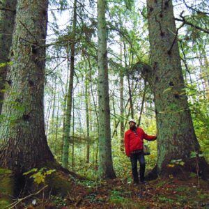 Sitka kuusk, 50 tk, kõrgus 50+ cm