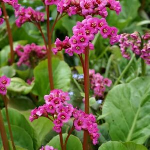 Südajalehine bergeenia 'Winterglut'