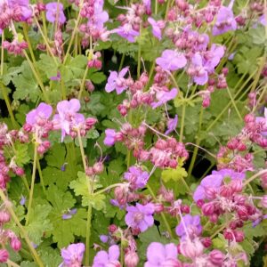 Risoomikas kurereha 'BeePub'