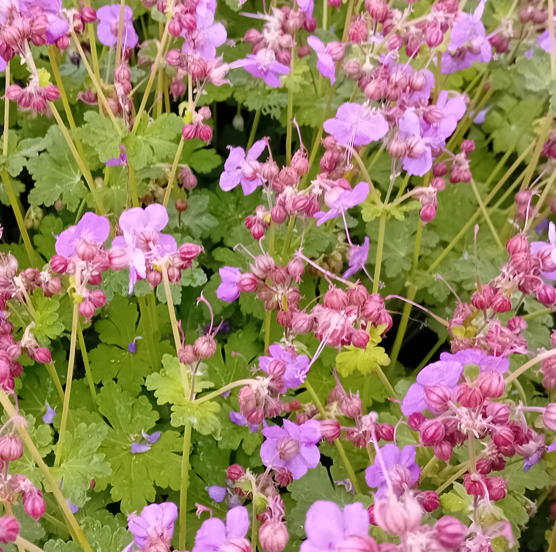 Risoomikas kurereha 'BeePub'
