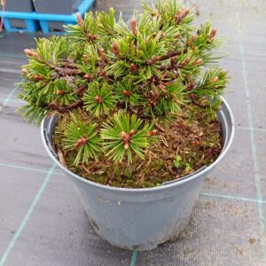 Mägimänd 'Humpy'