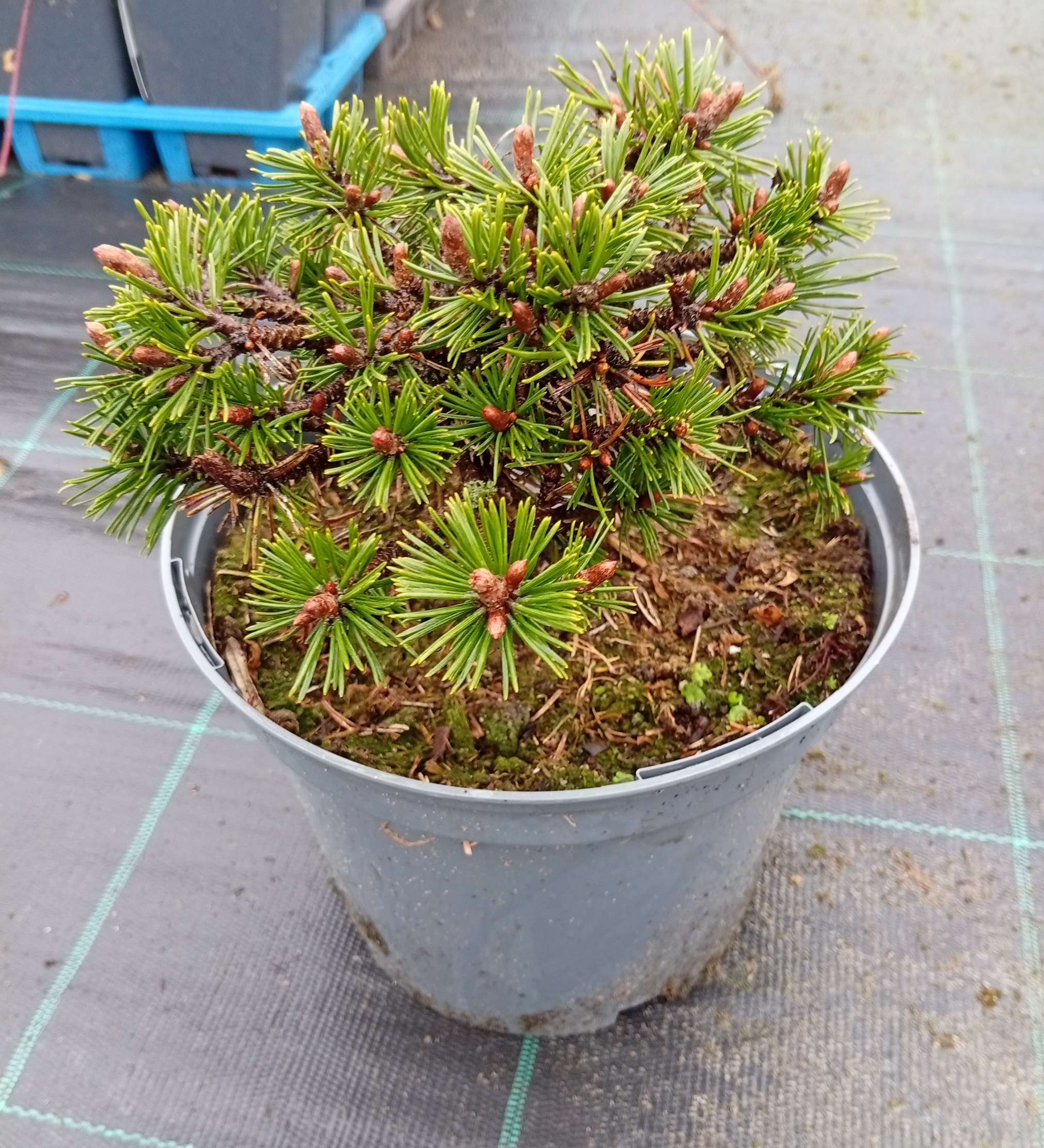 Mägimänd 'Humpy'