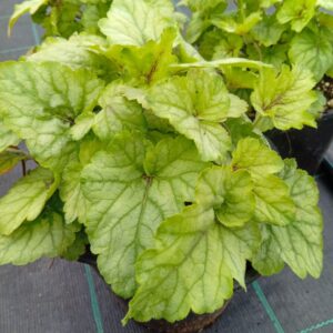 Pisipööris 'Blue Ridge'