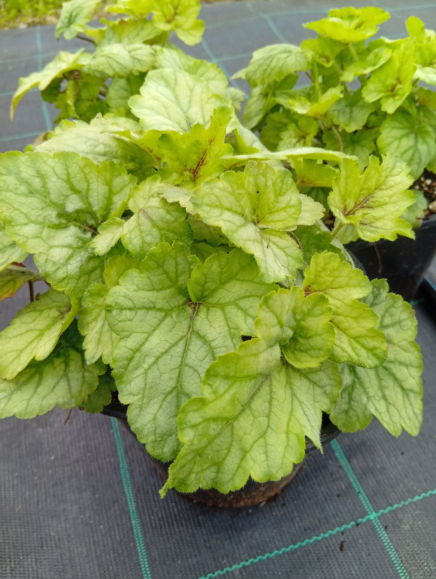 Pisipööris 'Blue Ridge'