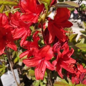 Rododendron 'Nabucco'