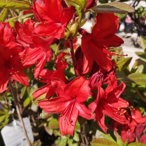 Rododendron 'Nabucco'