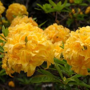 Rododendron 'Yellow Pom Pom'