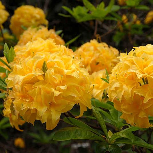 Rododendron 'Yellow Pom Pom'