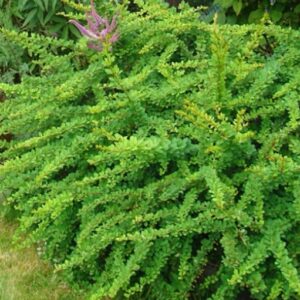 Thunbergi kukerpuu ‘Green Carpet'