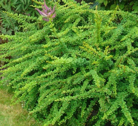 Thunbergi kukerpuu ‘Green Carpet'