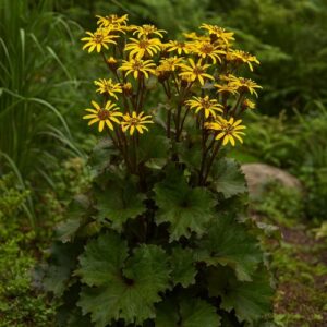 Kobarpea 'Little Golden Ray'