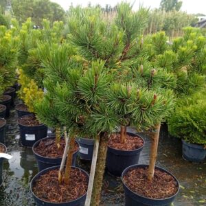 Mägimänd 'Wintergold'