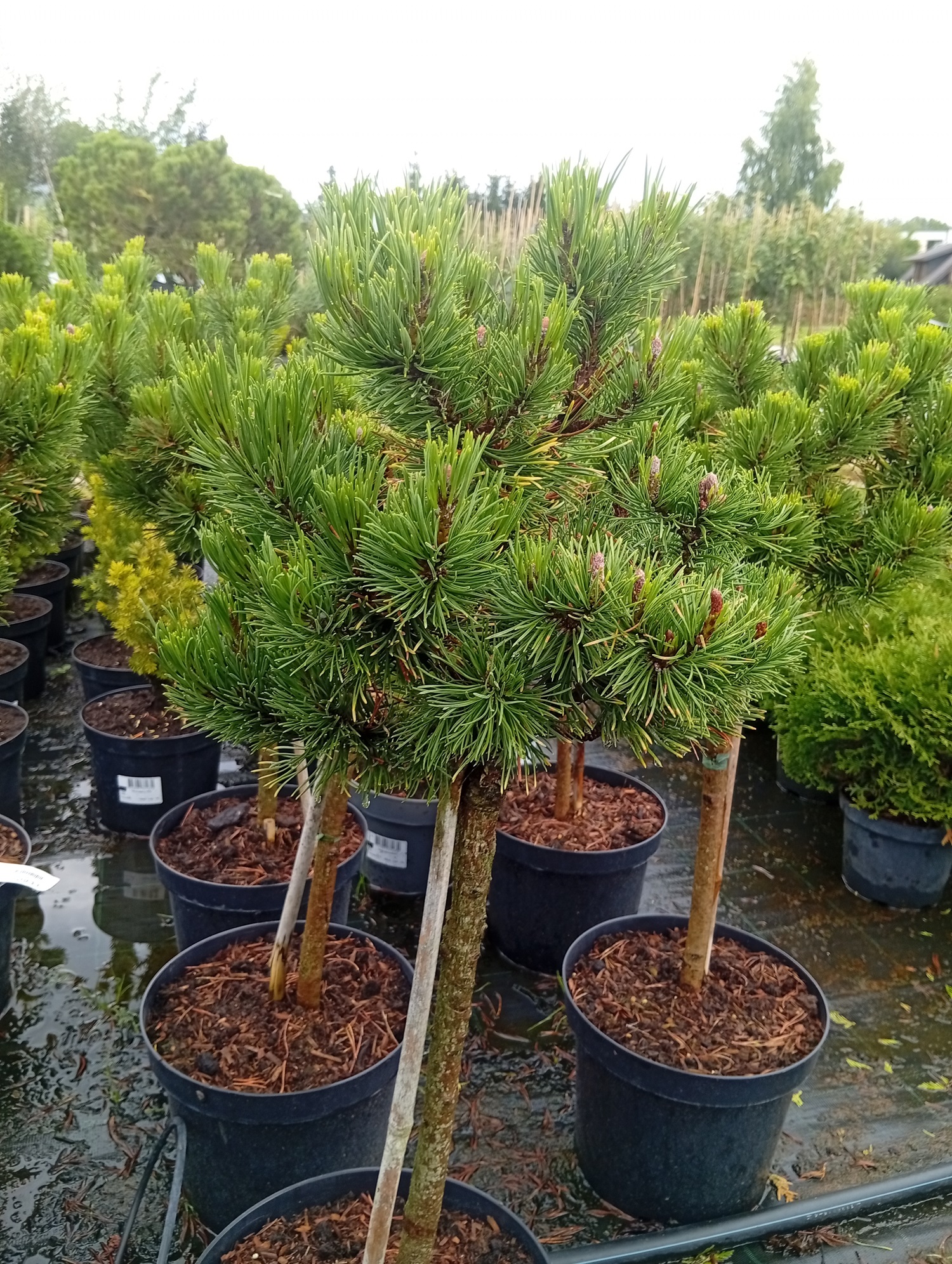 Mägimänd 'Wintergold'